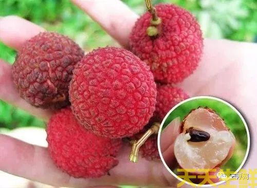 荔枝的品种有哪些?广州蔬菜配送公司科普(图13) 荔枝的品种有哪些?广州蔬菜配送公司科普(图13)